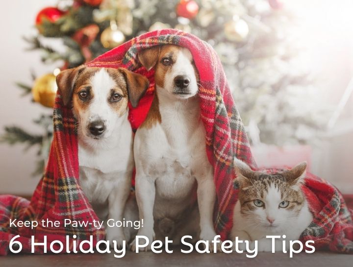 6 Pet Safety Tips for the Holidays | Animal Care West Haven